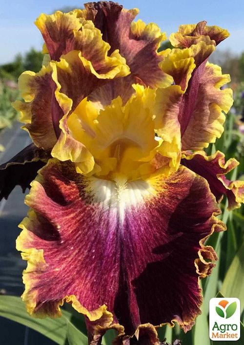 Ирис бородатый крупноцветковый "Affair To Remember"  