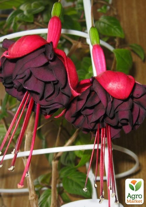 Фуксия ампельная "Millenium" (контейнер № 10, высота 5-10 см)