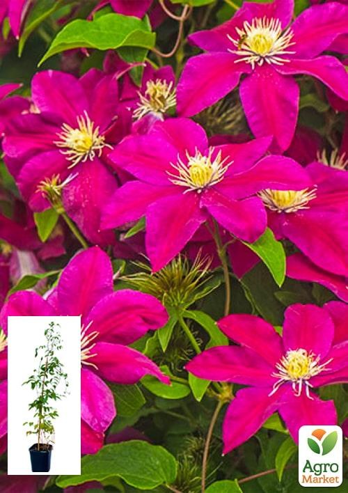 Клематис 3-х летний "Ernest Markham" С2