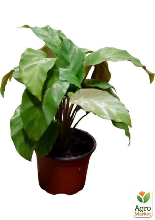 Калатея "Fusion Yellow" высота 35-45см - фото 7