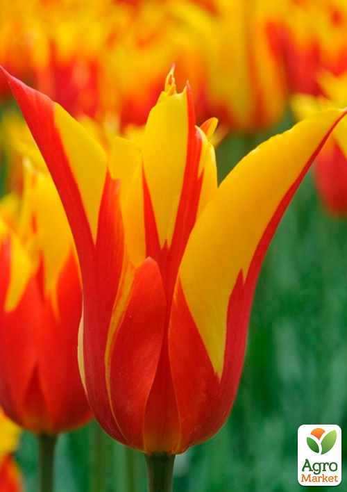 Тюльпан "Firework" (лилиецветный)