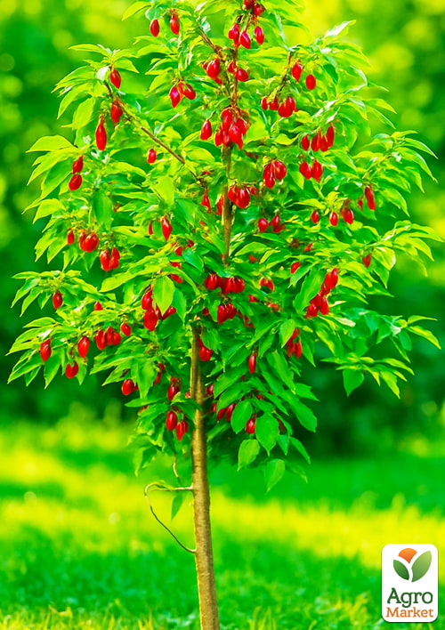 Кизил "Николка" (крупноплодный, средний срок созревания) - фото 4