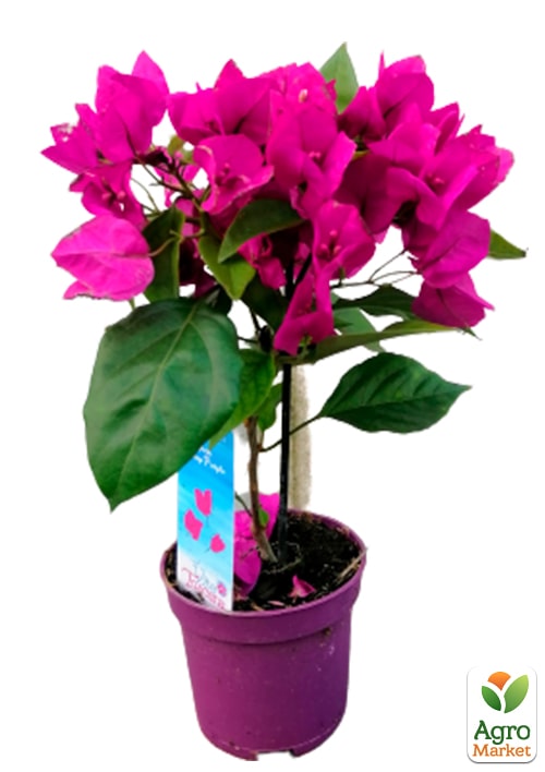 Бугенвиллия комнатная цветущая "Vera deep purple" - фото 7