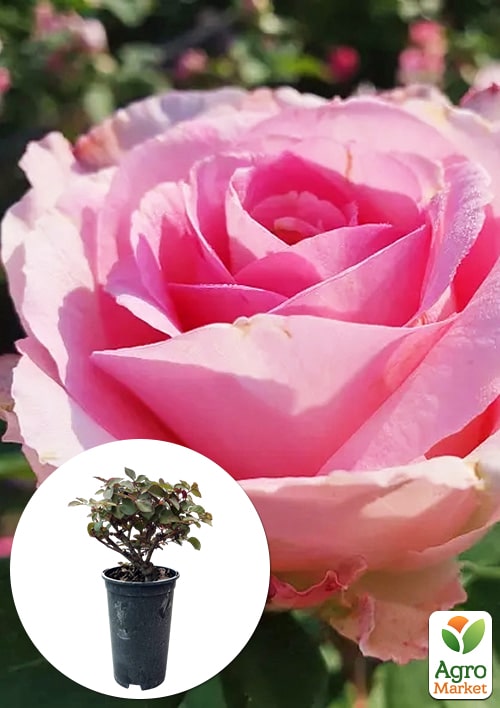 Роза в контейнере чайно-гибридная "Beverly" (саженец класса АА+)