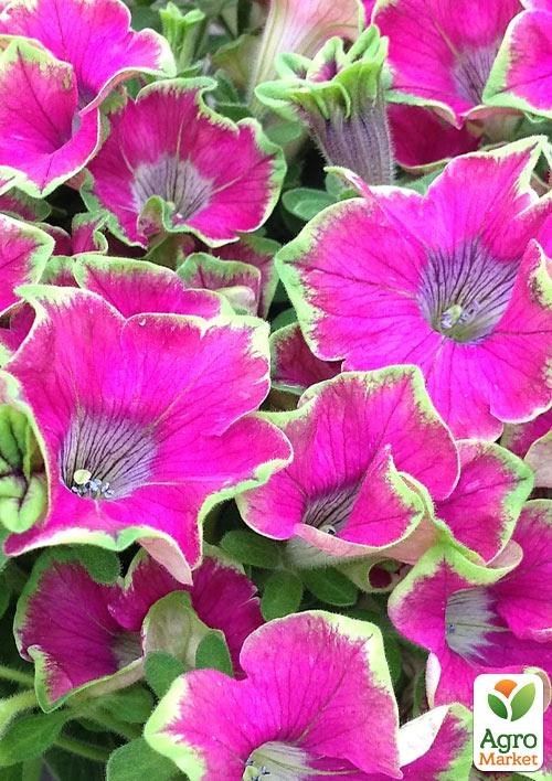 Петунія ампельна Crazytunia "Kermit Purple"