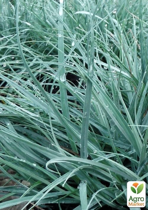 Осока розважистостебельна "Bunny Blue" вазон С2