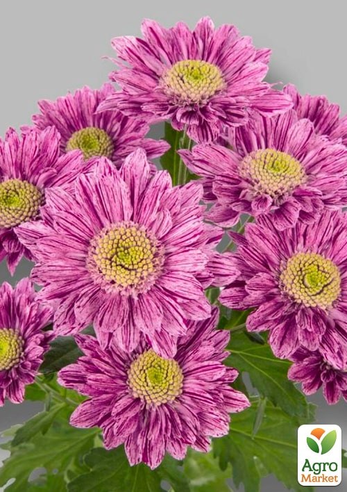 Хризантема кустовая среднецветковая "Hamilton"  - фото 2