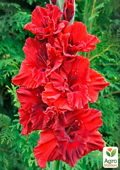 Гладиолус "Fire Cracker"  - фото 4