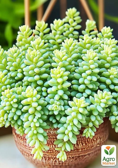 Седум "Burito" (вазон P11) - фото 2