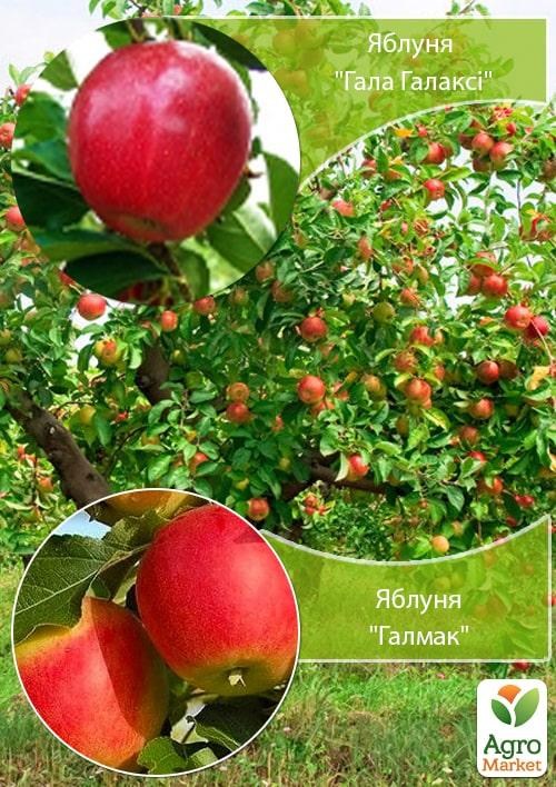 Дерево-сад Яблоня "Гала Галакси+Галмак" 