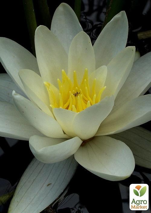 Нимфея "Гладстониана"