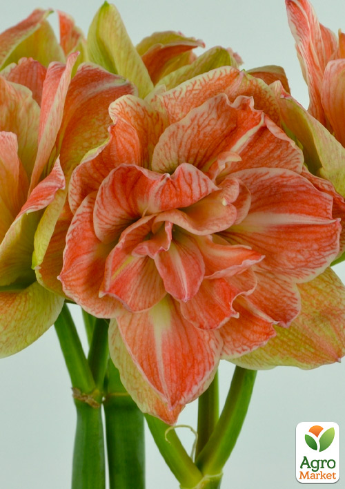 Амариллис (гиппеаструм) махровый в горшке "Exotic Nymph"