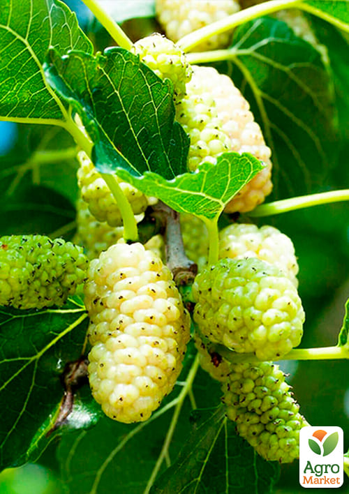 Шовковиця великоплідна "Стамбульська біла" (літній сорт, середній термін дозрівання) - фото 2