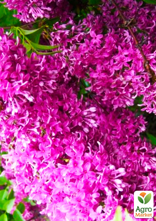 Сирень китайская "Саугеана" (Saugeana) вазон Р9