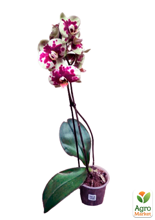 Орхідея (Phalaenopsis) "Leo"