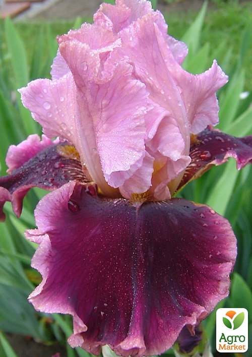 Ирис бородатый крупноцветковый "Cranberry Swirl"   - фото 4