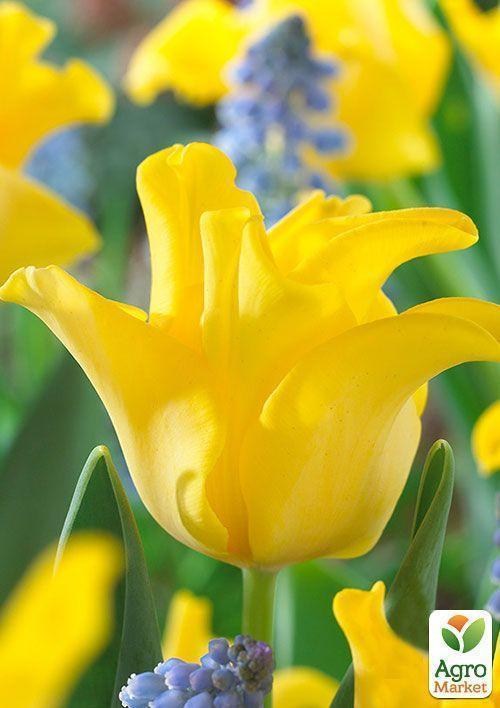 Тюльпан "Yellow Crown" (размер 10/11 , крупный) 3шт в упаковке