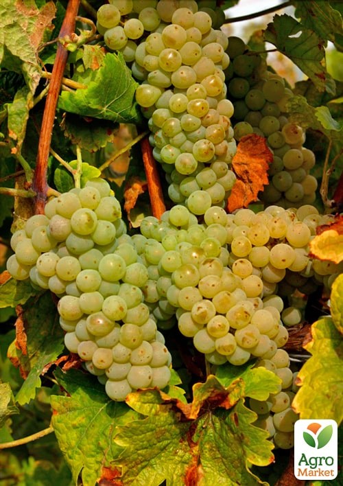 Виноград вегетуючий винний "Йоханітер" - фото 4