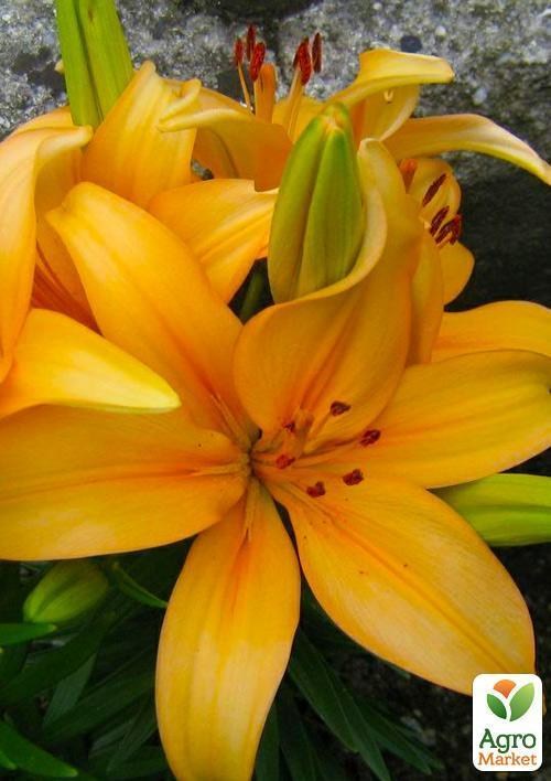 Лілія "Buff Pixtie" 1шт в упаковці