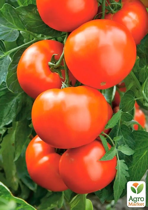 На развес Томат "Леди Совершенство" ТМ "Весна" цена за 1г - фото 2