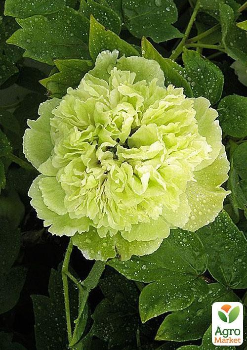 Пион древовидный "Green Jade"  - фото 2