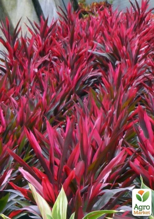 Кордилина "Южная красавица" (Cordyline mixed) дм 13 см выс. 50 см