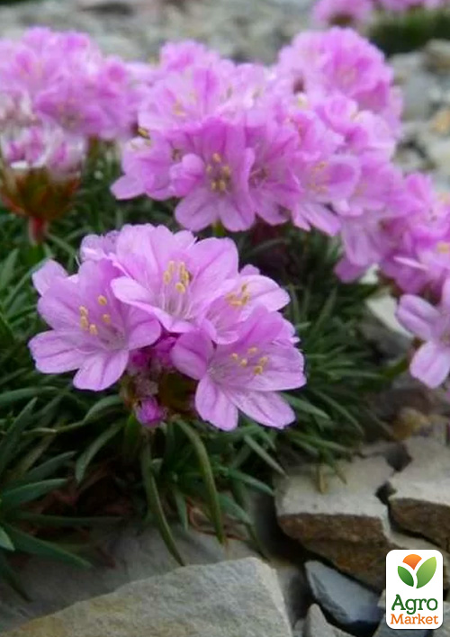 Армерія ялівцеволиста "New Zealand Form"