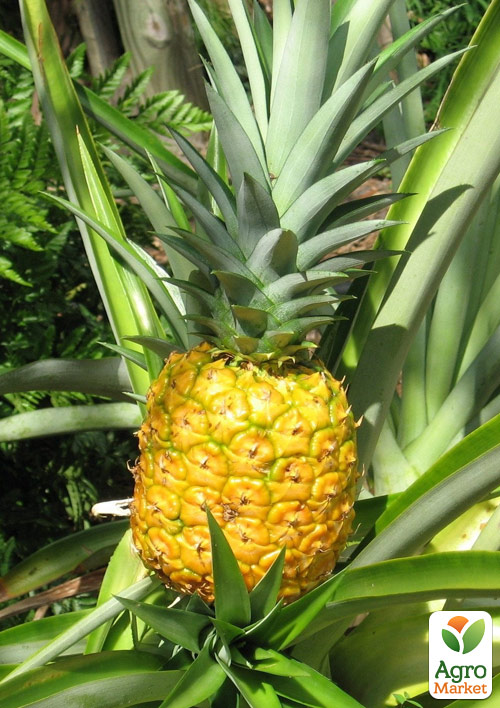 LMTD Ананас с плодом 3-х летний "Elyne Green" (20-40см) - фото 6