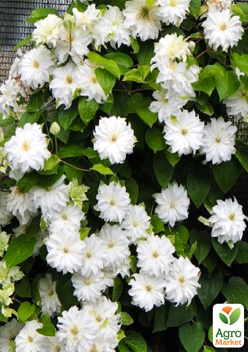 Клематис махровый "Maria Sklodowska Curie" (Мария Склодовская-Кюри) 