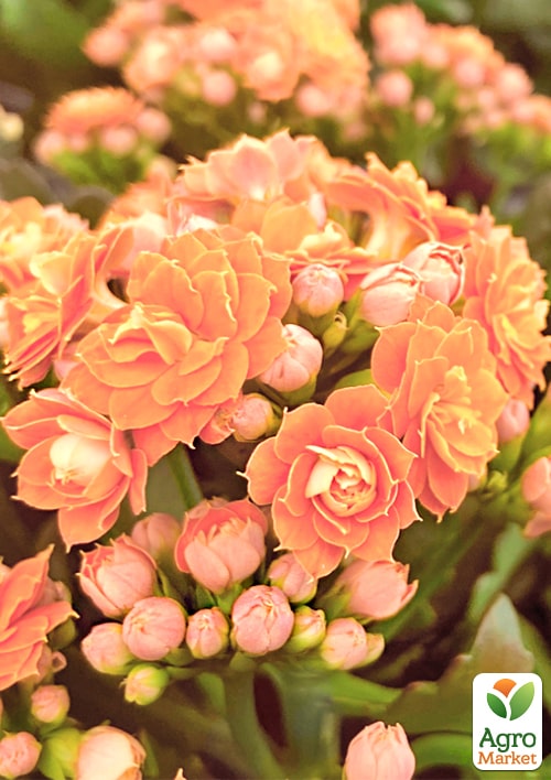 Каланхоэ Блоссфельда "Coral" (Kalanchoe Blossfeldiana) (Нидерланды) - фото 5