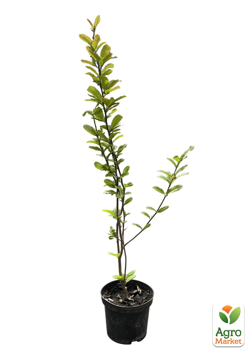 Магнолия 4-х летняя "Stellata" (высота 80-110см) - фото 2