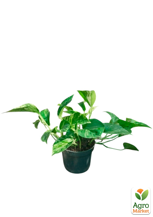 Эпипремнум "Marble Queen" 20-30см