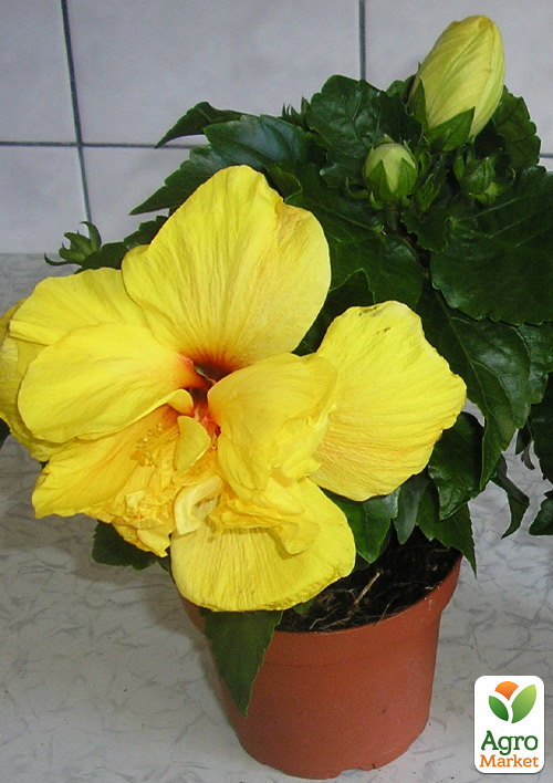 Гибискус комнатный махровый "Adonicus Double Yellow" 