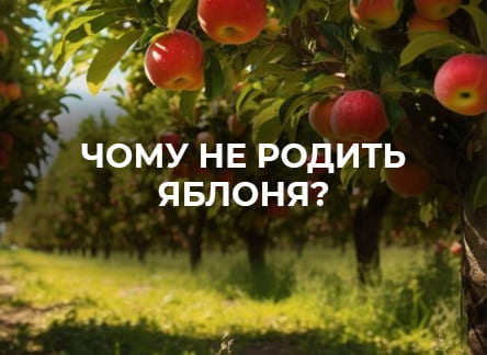 Основні причини відсутності плодів у яблуні