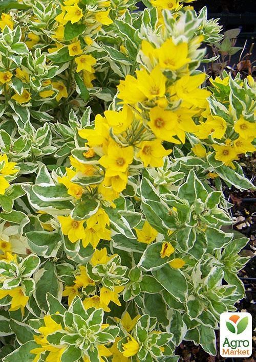 Вербейник точечный