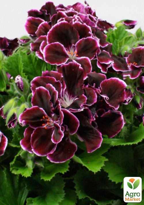 Пеларгония Королевская Novita Classic "Plum"