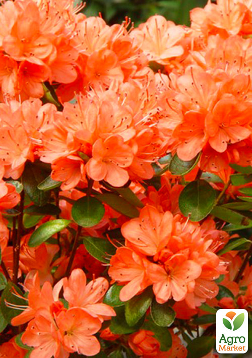 Азалия Японская "Гейша оранж"(Geisha Orange)