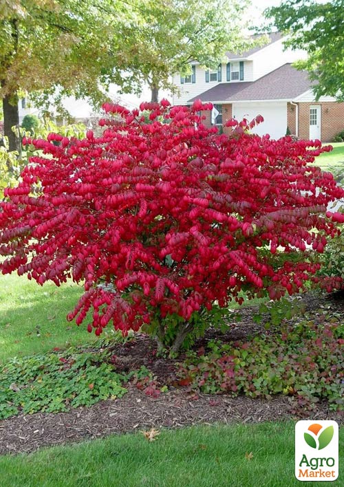 Бересклет Крилатий "Fireball"  - фото 5