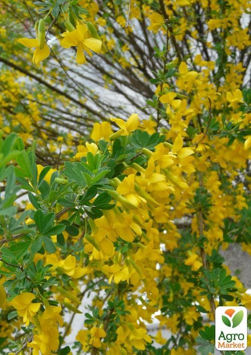 Акація жовта "Lorbergii" (кущова)