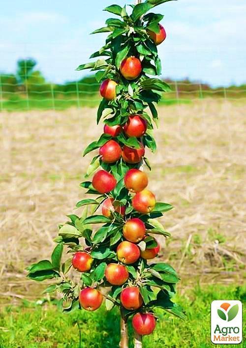 Яблоня колоновидная "Элита" (зимний сорт, поздний срок созревания)