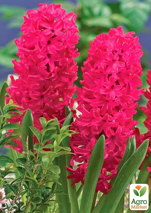 Гиацинт "En Melang" (Нидерланды) - фото 8