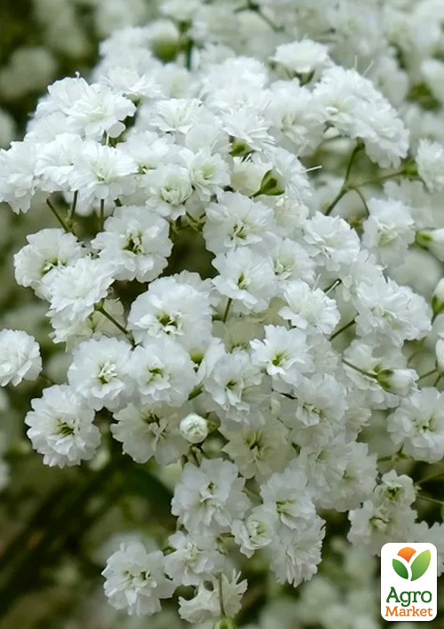 Гіпсофіла "New Star" (букетна під зріз)