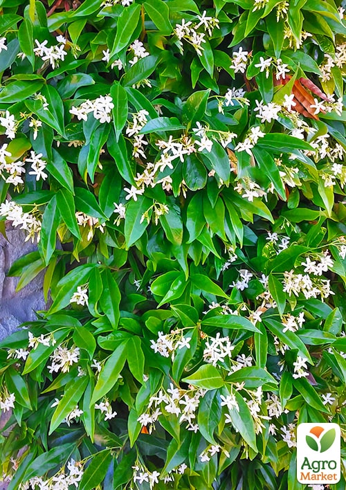 LMTD Трахелоспермум "Jasminoides" висота 50-70см - фото 9