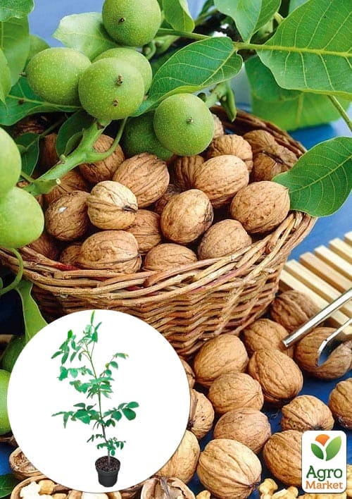 LMTD Орех грецкий привитой "Walnut" высота 90-100см