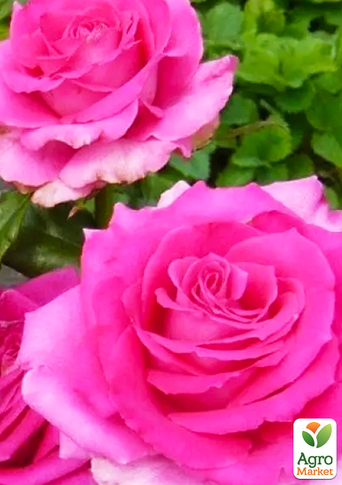 Троянда чайно-гібридна "Топаз" (саджанець класу АА +) вищий сорт