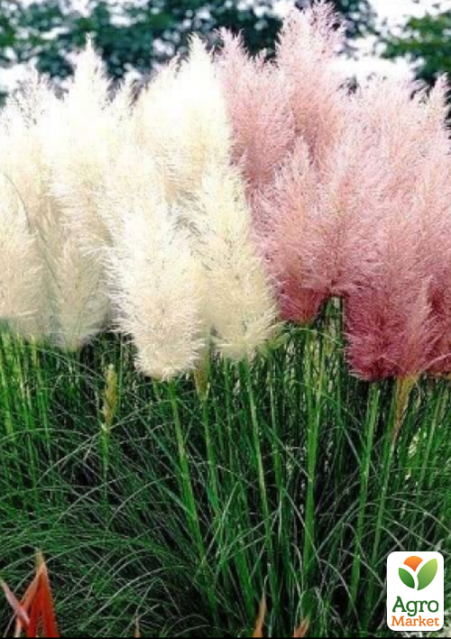 Кортадерия "Пампаское перо" смесь ТМ "Vesna Select" 0.1г - фото 3