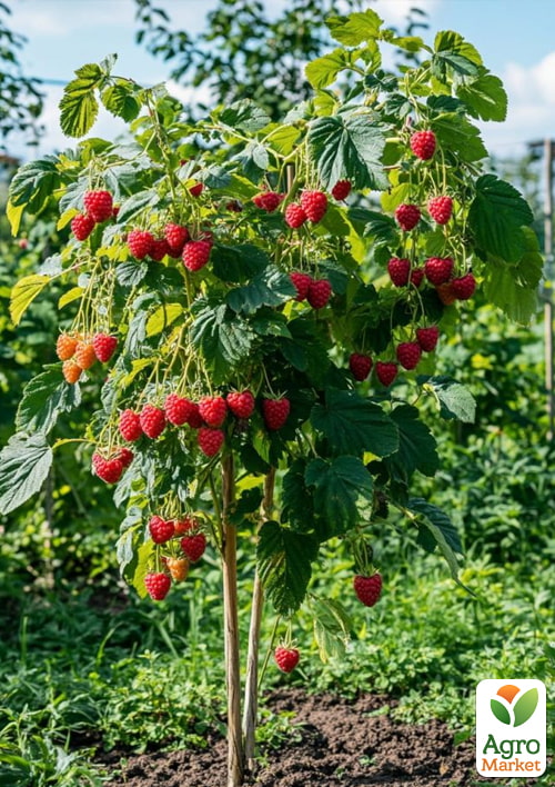 Малиновое дерево "Жар-Птица" 