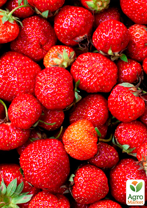 Полуниця "Зенга Зенгана" (Senga Sengana) (середньо-пізній термін дозрівання) - фото 5