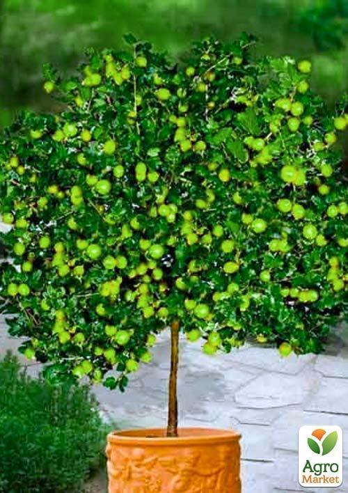 Агрус на штамбі "Інвікта" (Invicta) (середнього терміну дозрівання, великоплідний сорт) - фото 4