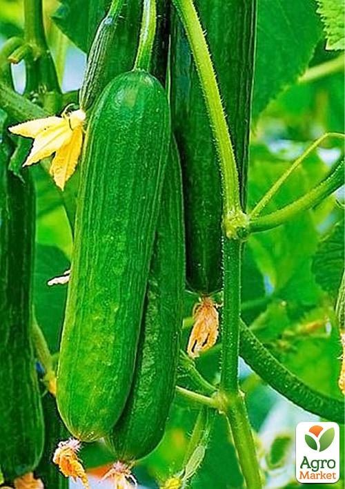 Огурец партенокарпический "Пис F1" ТМ "Lark Seeds" 1000шт